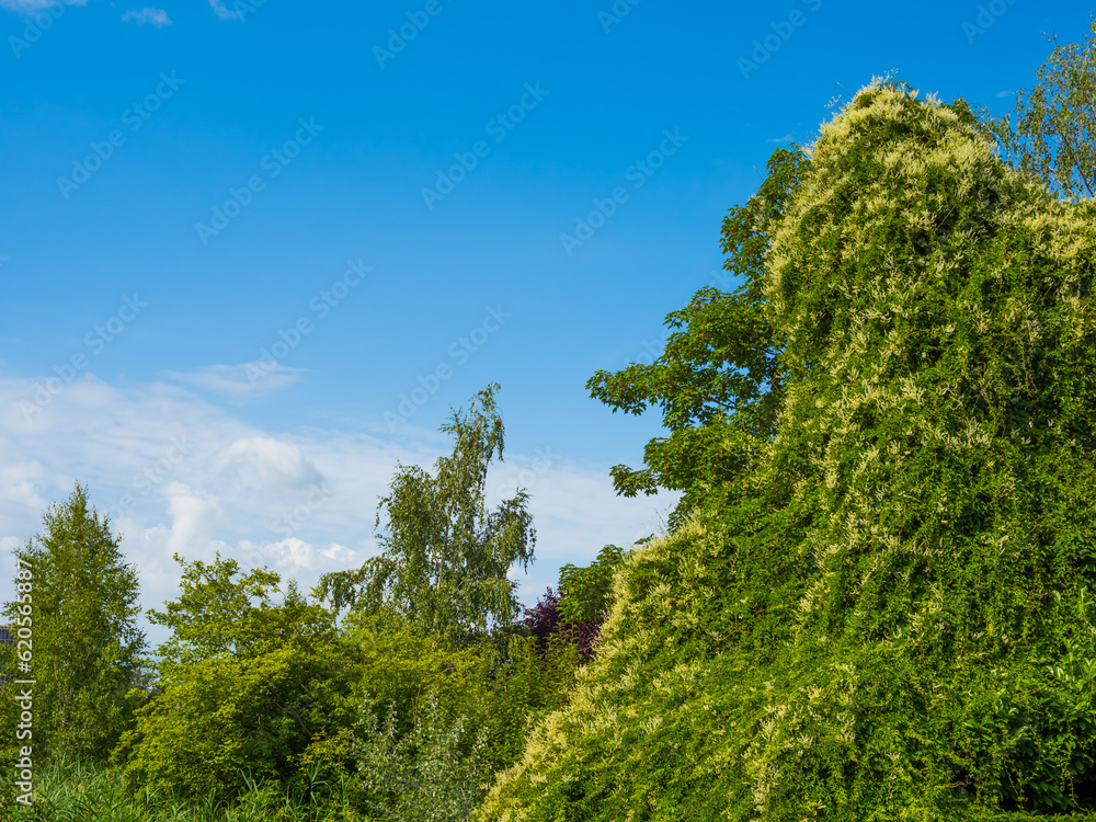 Green trees and blooming climbing plants on blue sky background Green trees and blooming climbing plants on blue sky background