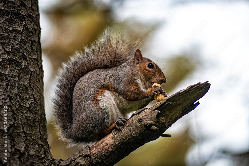 Close-up of an american squirrel Close-up of an american squirrel