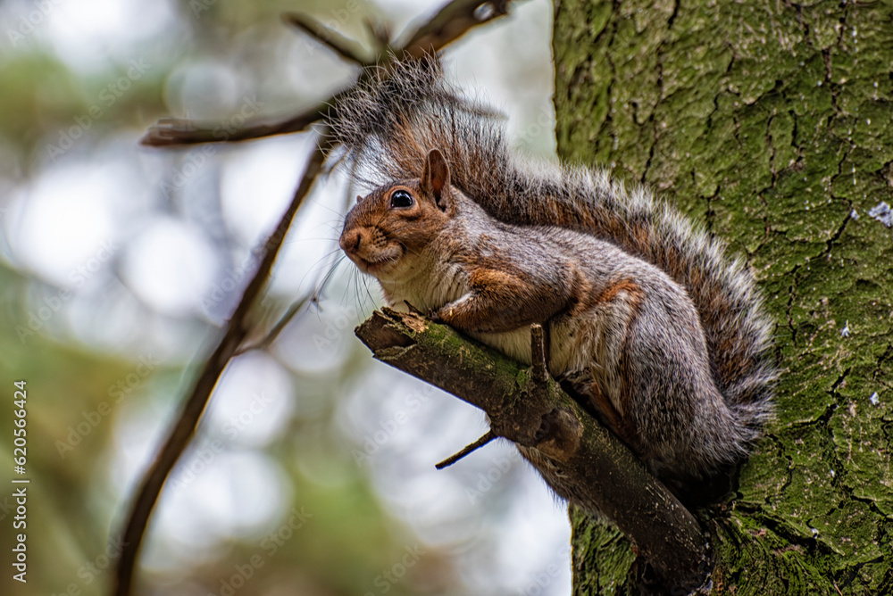 Close-up of an american squirrel Close-up of an american squirrel