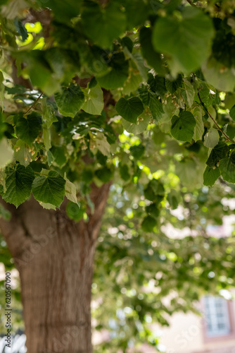 lime tree with green leaves in summer