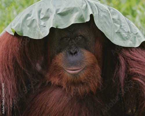 Close up Borneo orangutan 