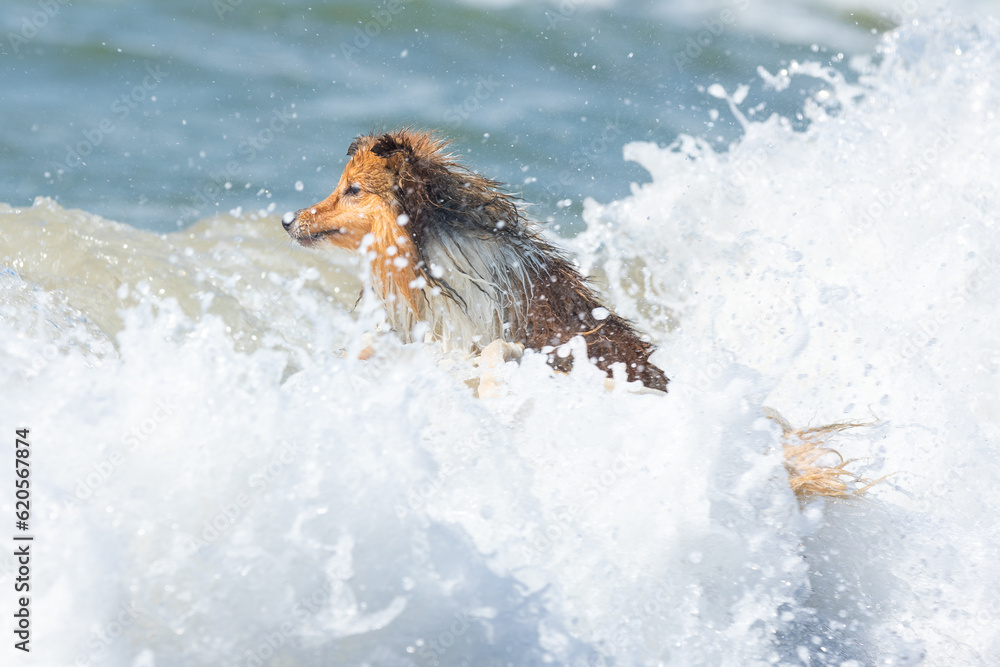 Fototapeta premium Sable and white herding shetland sheepdog dog swimming in the windy sea with big waves and making water splashes. Water addicted collie, lassie dog playing in the lake, sea, ocean with blue water
