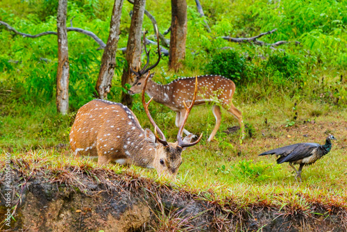 Chital or spotted deer wet in rain grazing in a wild life sanctuary
