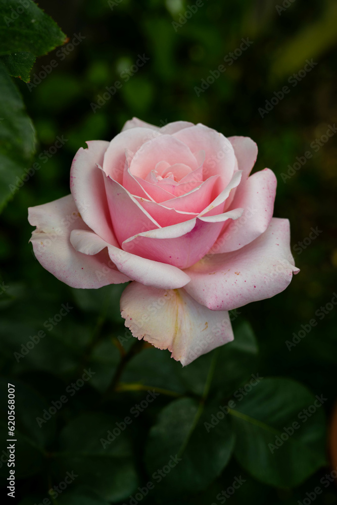 Beautiful pink roses in the garden. Nature, summer, abstract floral background concept. Beautiful pink roses in the garden. Nature, summer, abstract floral background concept.