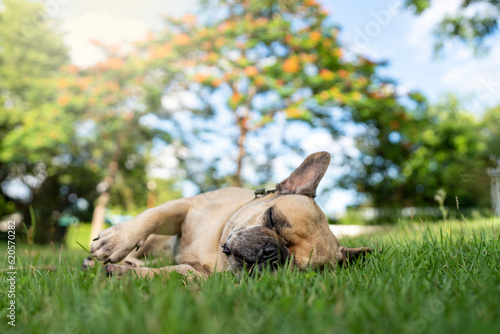 Sleeping dog lying on grass in garden.