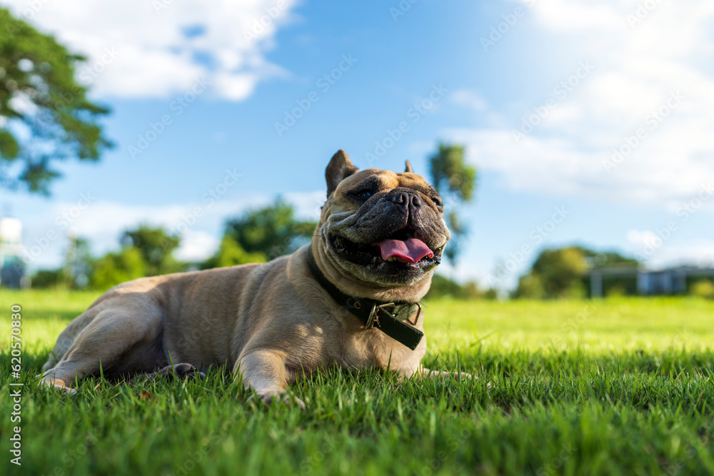 Tired dog lying on grass field against the tree. Tired dog lying on grass field against the tree.