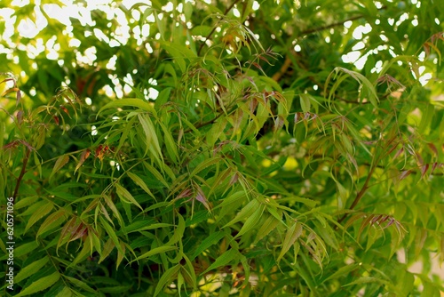 Azadirachta indica - A branch of neem tree leaves. close up photo
