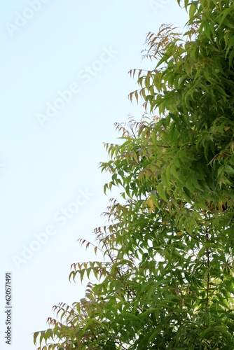 Fresh green leaves on a Neem tree  Margosa Azadirachta Indica  in an agricultural farm in Kutch  Gujarat  India  Asia