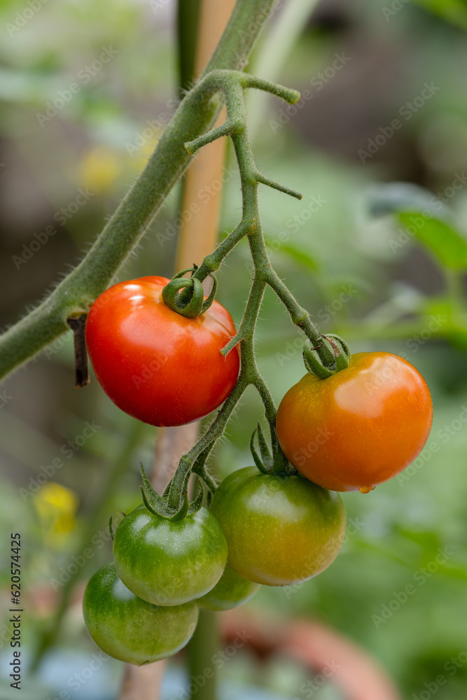 色づくトマト