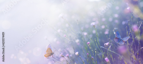 Fototapeta Naklejka Na Ścianę i Meble -  summer forest glade with flowering grass, Beautiful wild flower and butterflies on a sunny day; back lighting, high key
