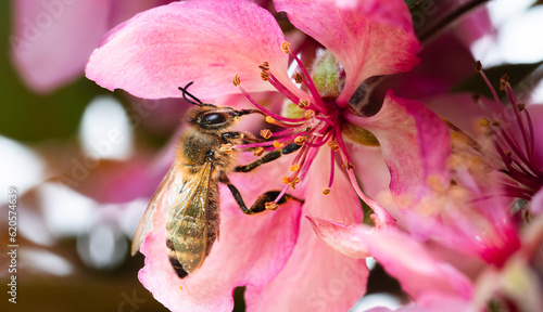 Honey bee covered in pollen on a pink cherry blossom gathering nectar with proboscis