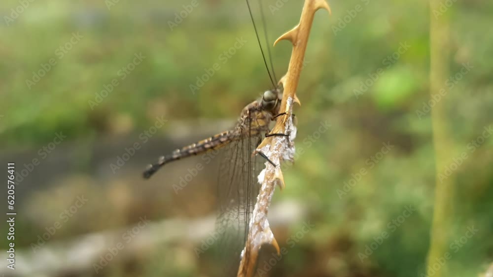 Macro view of the rare insect ascalaphus or owlfly perched on a thorny branch Macro view of the rare insect ascalaphus or owlfly perched on a thorny branch