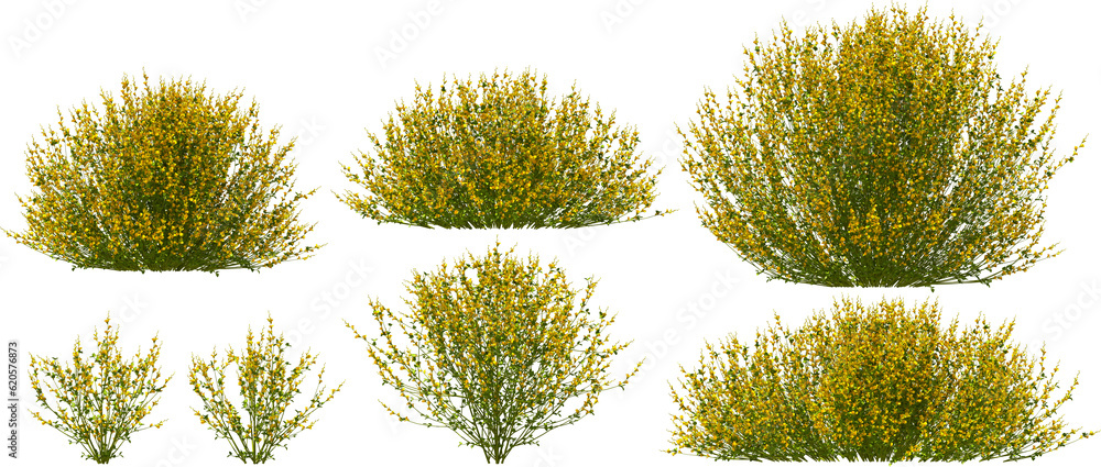 gorse, weeping broom bush hq arch viz cutout 3d render