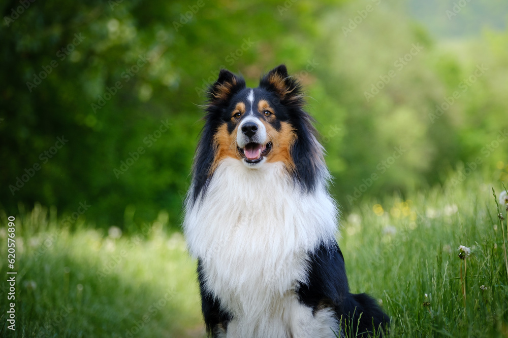 Tricolor shetland sheepdog - sheltie dog breed