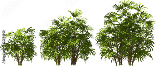 plug palm, stick palm, plants hq arch viz cutout 3d render