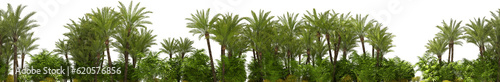 tropical palm tree tree line horizontally seamless hq arch viz cutout 3d render