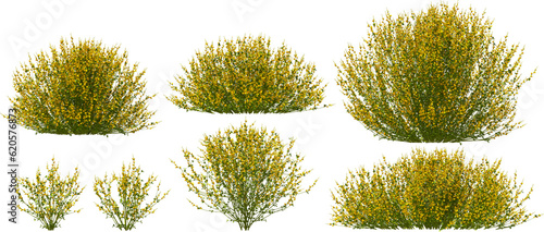 gorse, weeping broom bush hq arch viz cutout 3d render photo