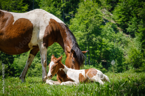 horses on a mountain meadow
