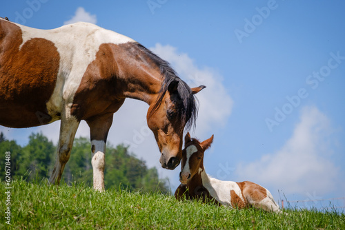horses on a mountain meadow © Vesna