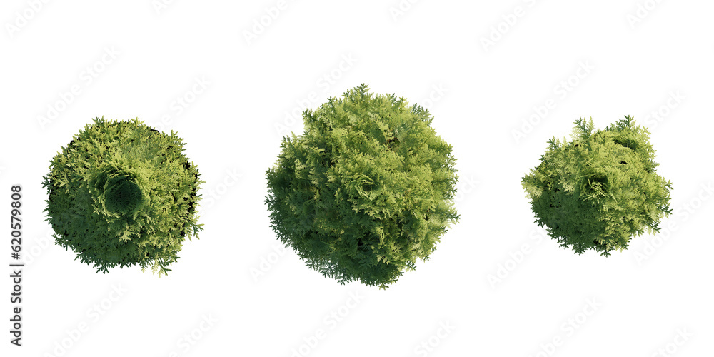 Fototapeta premium isolated chamaecyparis tree from top view, best use for architecture plan design,best use for landscape design