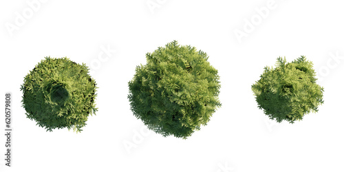 isolated chamaecyparis tree from top view, best use for architecture plan design,best use for landscape design