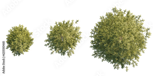 фотографія isolated picea tree from top view, best use for architecture plan design,best us