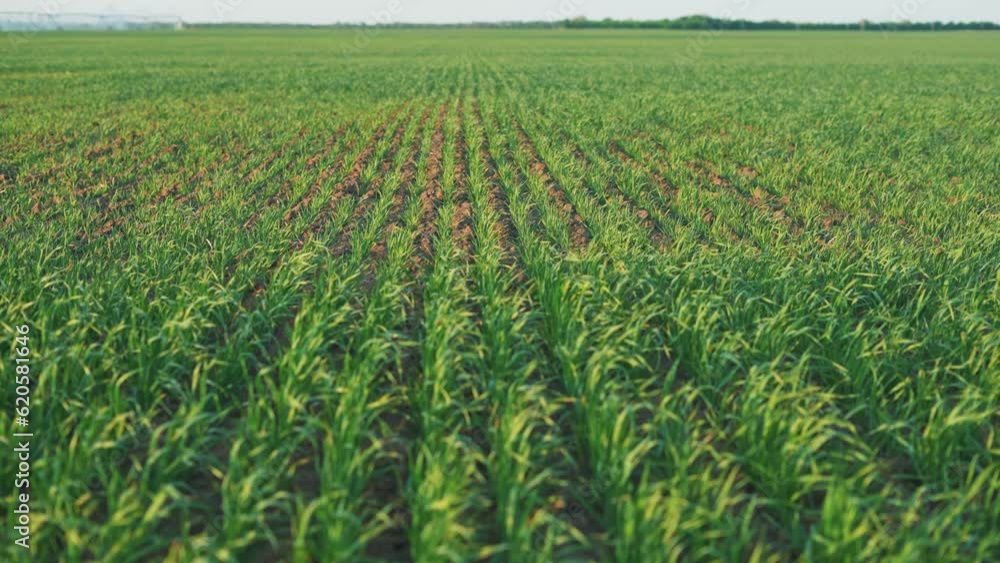 green wheat on the field a during sunset. wheat agriculture harvesting agribusiness concept. walk in large wheat field. large lifestyle harvest of wheat in summer on the field landscape agriculture green wheat on the field a during sunset. wheat agriculture harvesting agribusiness concept. walk in large wheat field. large lifestyle harvest of wheat in summer on the field landscape agriculture