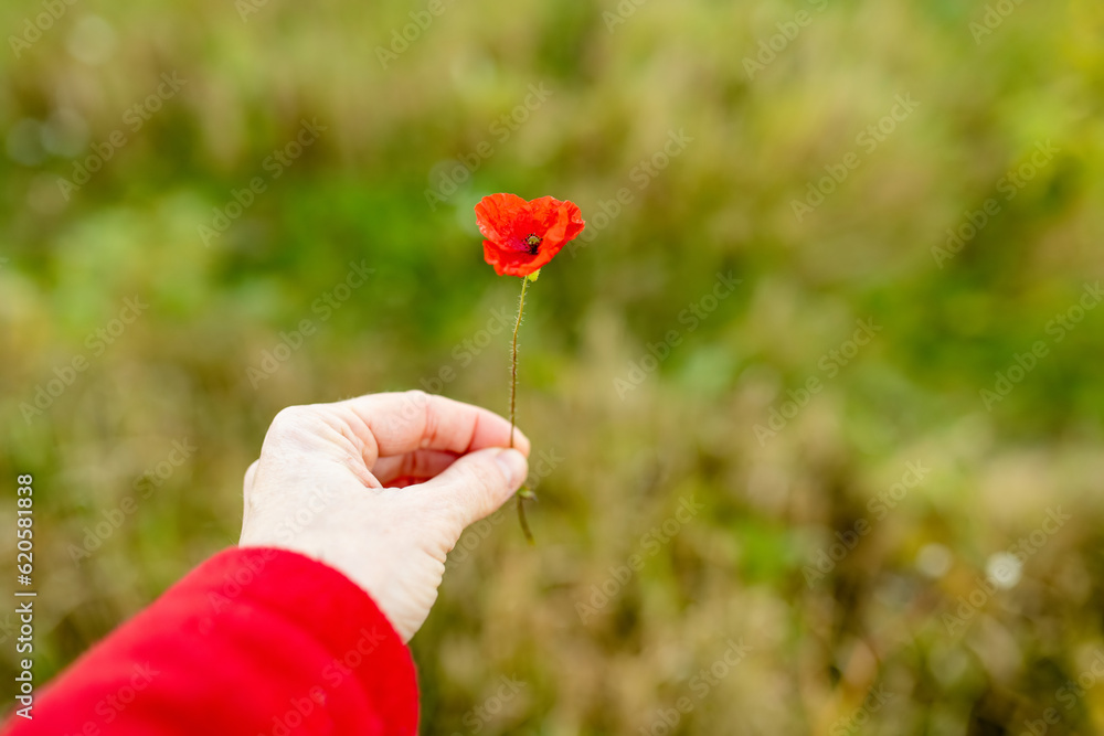 Obraz premium Woman hand holding small poppy flower