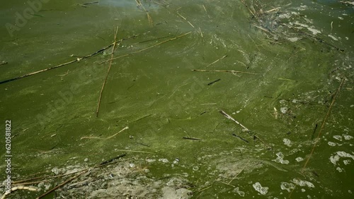 In Black Sea Blue-green algae blooms, water in Odessa has become freshwater and green color. Environmental disaster caused by explosion of Kakhovka Hydroelectric Power Plant dam, Ukraine photo