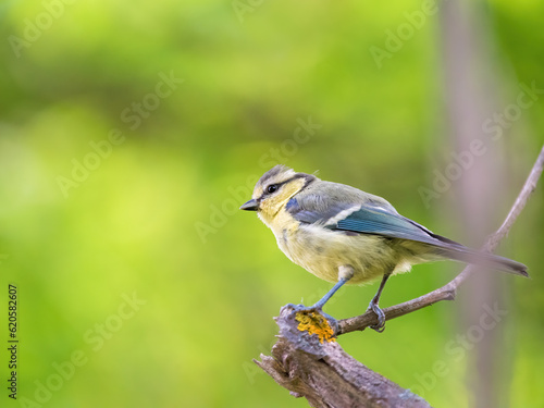 juvenile blue tit balancing on a twig