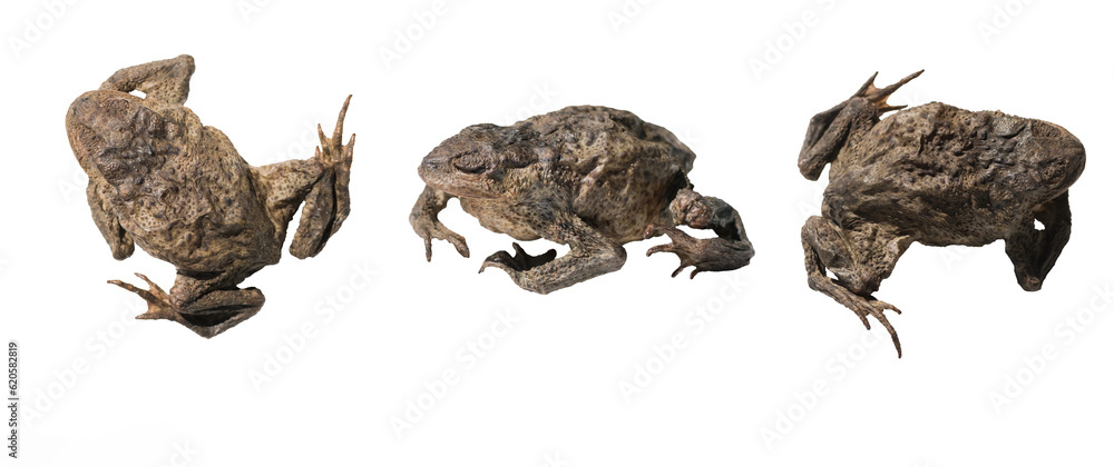 Fototapeta premium Image of a dried frog on a white background