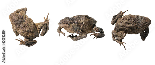 Fototapeta Naklejka Na Ścianę i Meble -  Image of a dried frog on a white background
