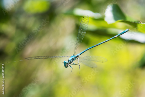 Blue Damselfly with an orange tail is stuck in spider webs. Damselfly almost looks like a puppet getting stuck in the webs