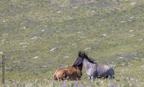 Wild Horse Stallions Fighting in Summer in the Pryor Mountains
