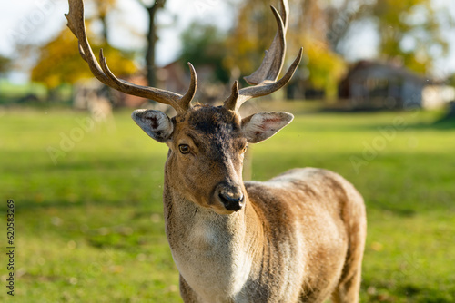 Wild deers at a zoo on autumn day. Watching reindeers on aa animal farm.