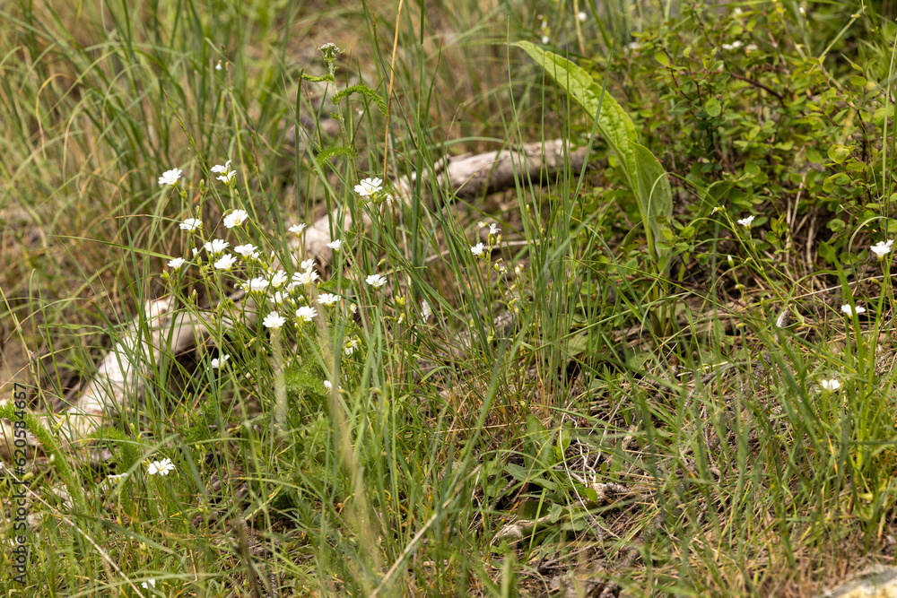 Obraz premium Montana wildflowers