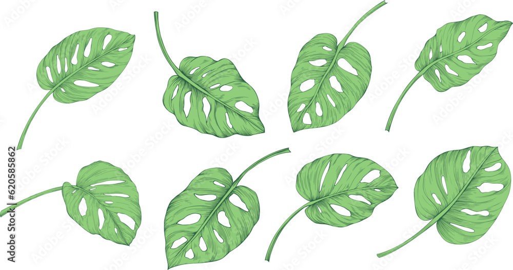 Leaves isolated on white collection. Tropical green leaves set. Hand drawn vintage illustration. Leaves isolated on white collection. Tropical green leaves set. Hand drawn vintage illustration.