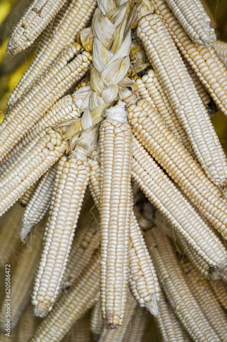 Oneida Indian Braided White Corn Cobs Hanging To Dry After Harvest photo