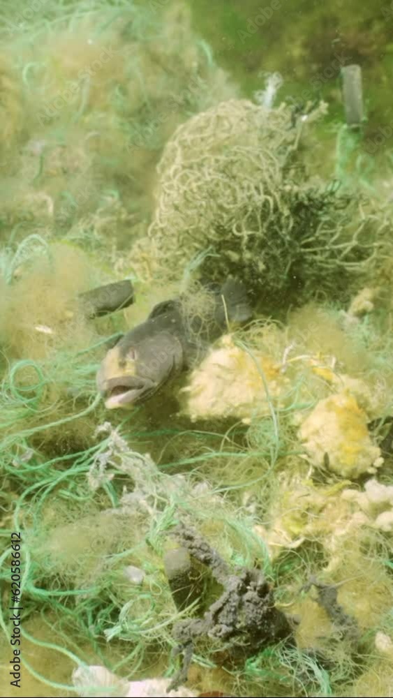 Vertical video, Close up, Dead Goby fish in lost fishing net lies on seabed on bright sunny day in Black sea, Ghost gear pollution of Seas and Ocean, Slow motion, Camera moves backwards Vertical video, Close up, Dead Goby fish in lost fishing net lies on seabed on bright sunny day in Black sea, Ghost gear pollution of Seas and Ocean, Slow motion, Camera moves backwards