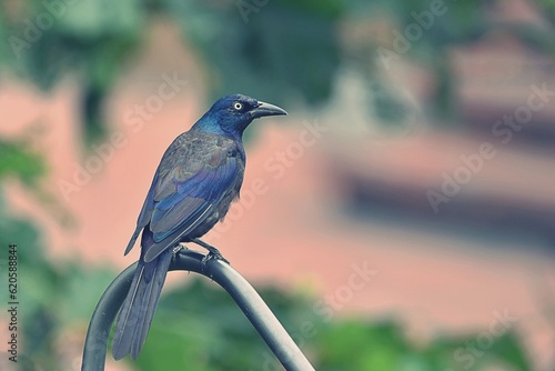 common grackle photo