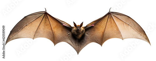 a bat with spread wings on transparent background photo