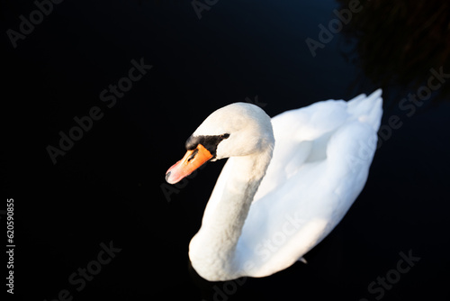 White swan swimming on