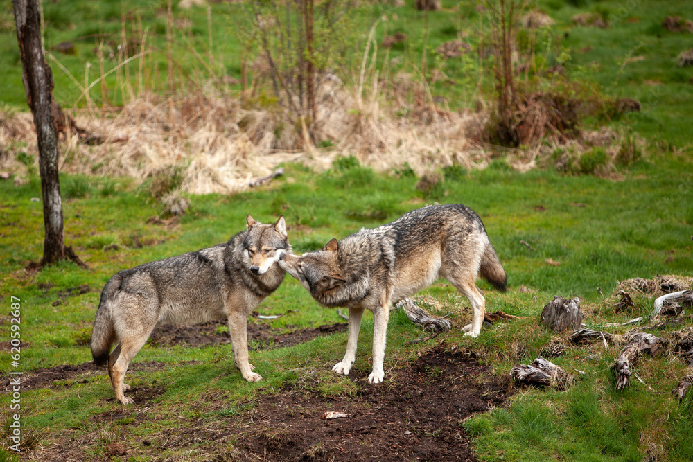 Two Wild Timber or Grey wolves (Canis lupus) in the forest. Demonstration of a subordinate position in a pack of one of the animals Two Wild Timber or Grey wolves (Canis lupus) in the forest. Demonstration of a subordinate position in a pack of one of the animals