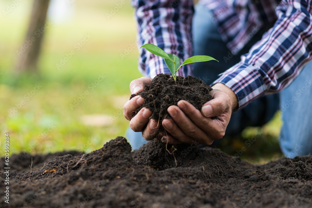 Farmers plant seedlings into fertile soil, nature care cooperation. Farmers plant seedlings into fertile soil, nature care cooperation.