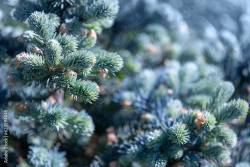 Branches of Blue spruce tree, close-up photo with selective soft focus