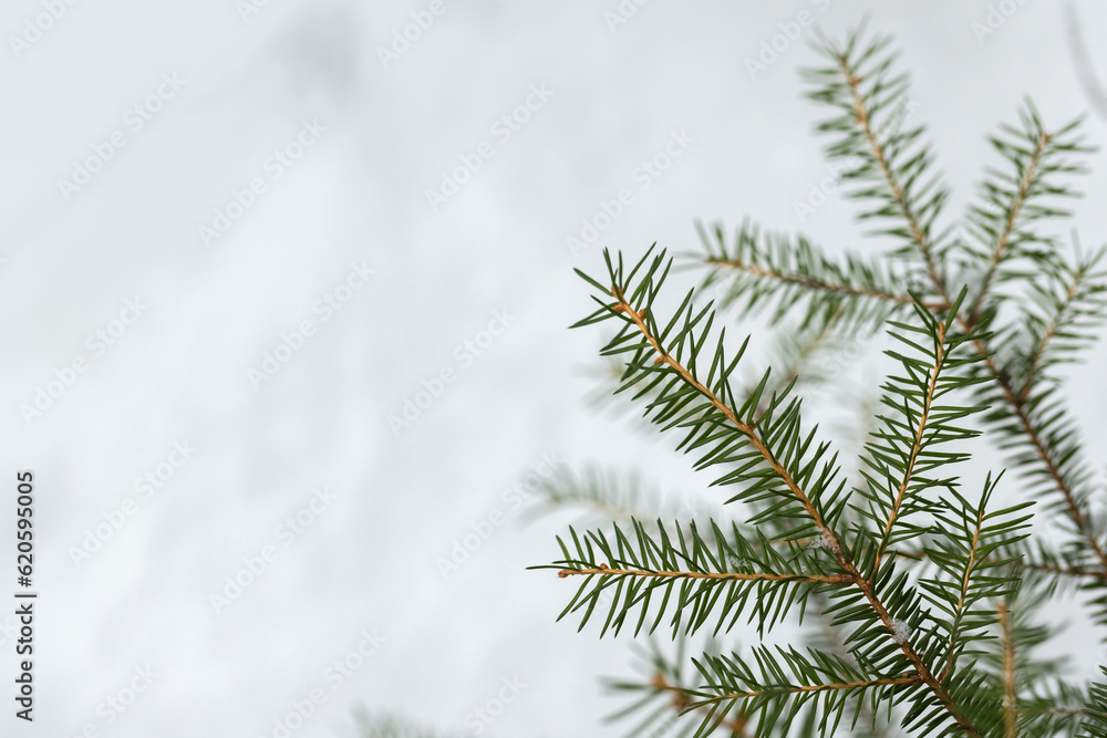 Spruce tree branch is over blurry white snow background Spruce tree branch is over blurry white snow background