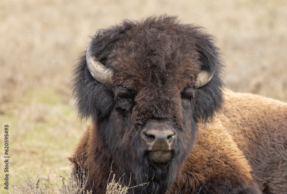 Bison in Springtime in Yellowstone National Park