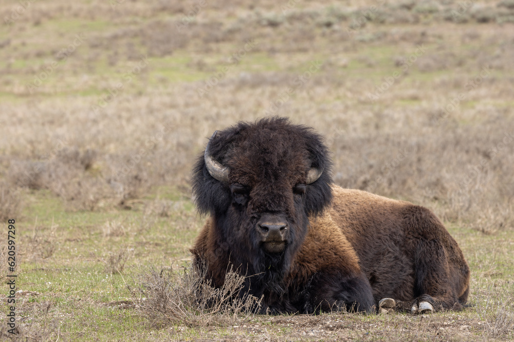 Fototapeta premium Bison in Springtime in Yellowstone National Park