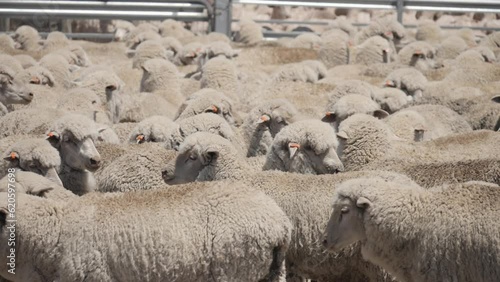 Australian rural scenes Wheatbelt. Sheep shearing.