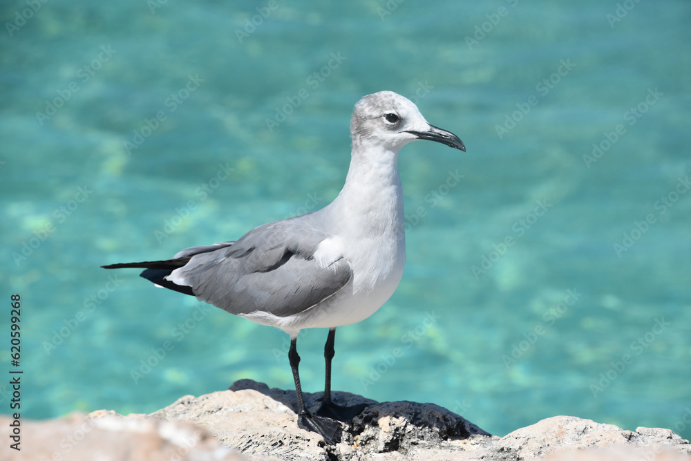 Gull with Gray and White Feathers in Tropics Gull with Gray and White Feathers in Tropics